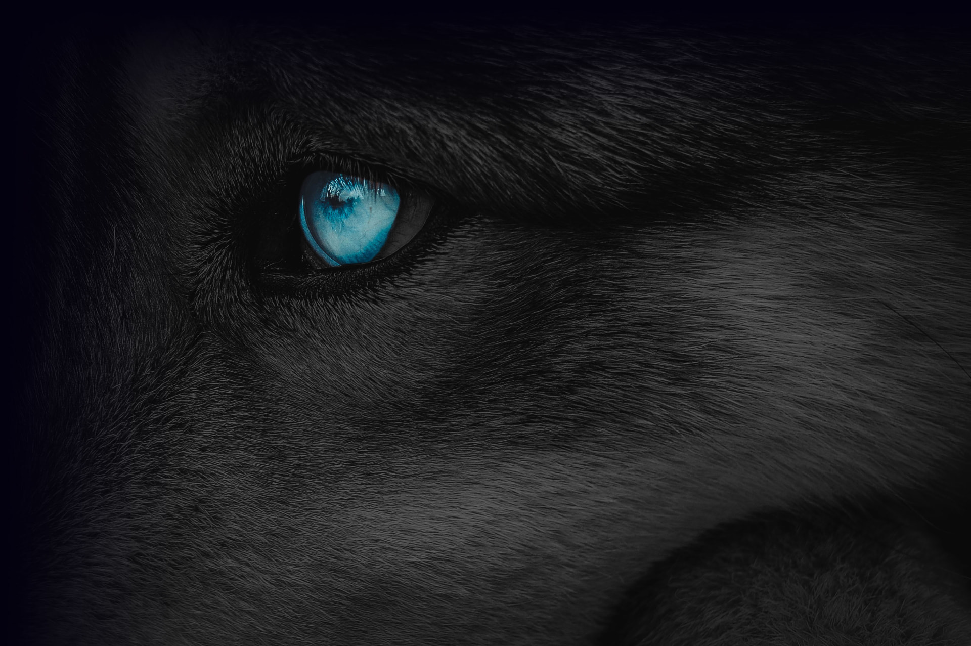 Close-up of a wolf's blue eye in low light